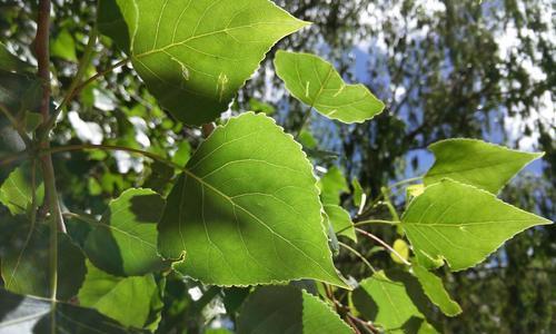 《山海杨树液》（游戏中的神奇植物）