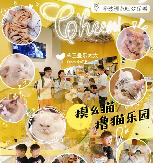 猫之城钓鱼攻略（详解猫之城钓鱼玩法和技巧）