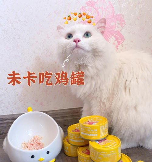 《探索神秘的猫之城灵棰惊竹》（揭秘猫之城的神奇任务与挑战）