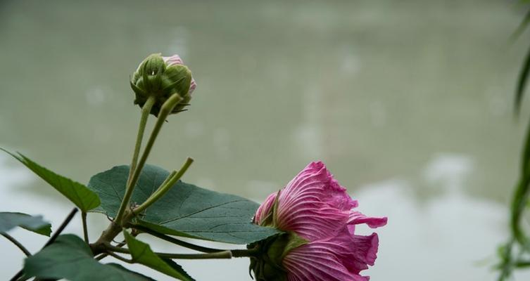 以一零计划秋水（游戏技能属性介绍）